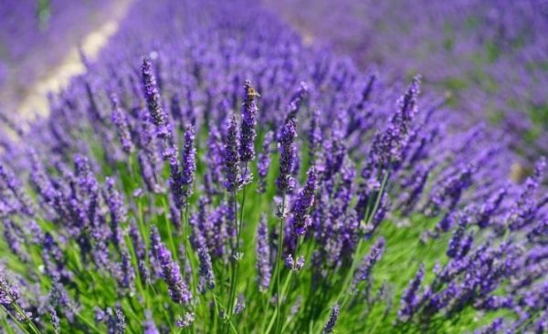 Lavender, Obat Herbal Alami Dalam Kehidupan Sehari-hari