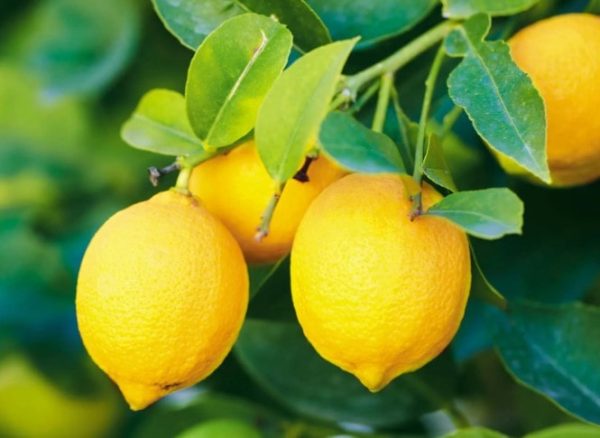 Lemon, Obat Herbal Alami Dalam Kehidupan Sehari-hari